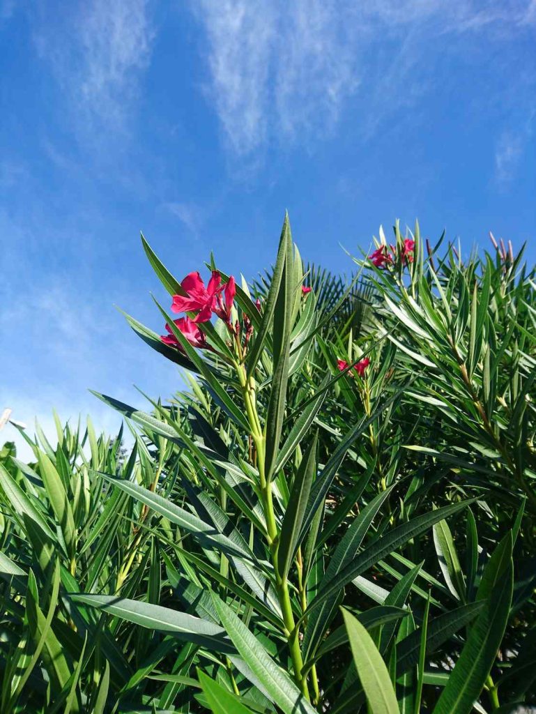 Nerium Oleander