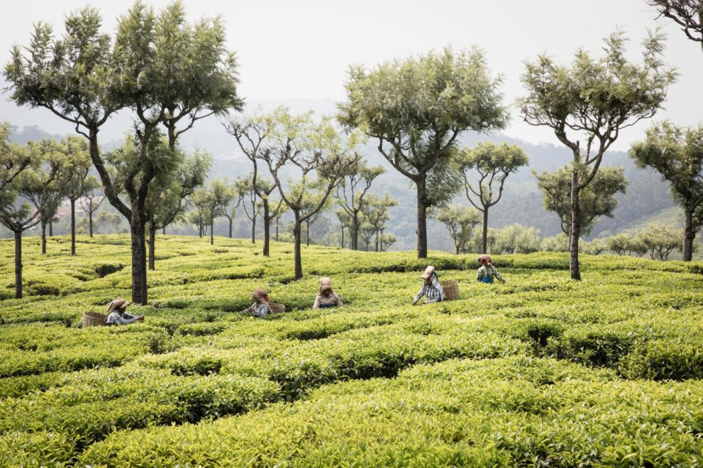 Il tè freddo della Migros è prodotto con foglie che vengono dall’India, certificate dal marchio di sostenibilità UTZ (MM)
