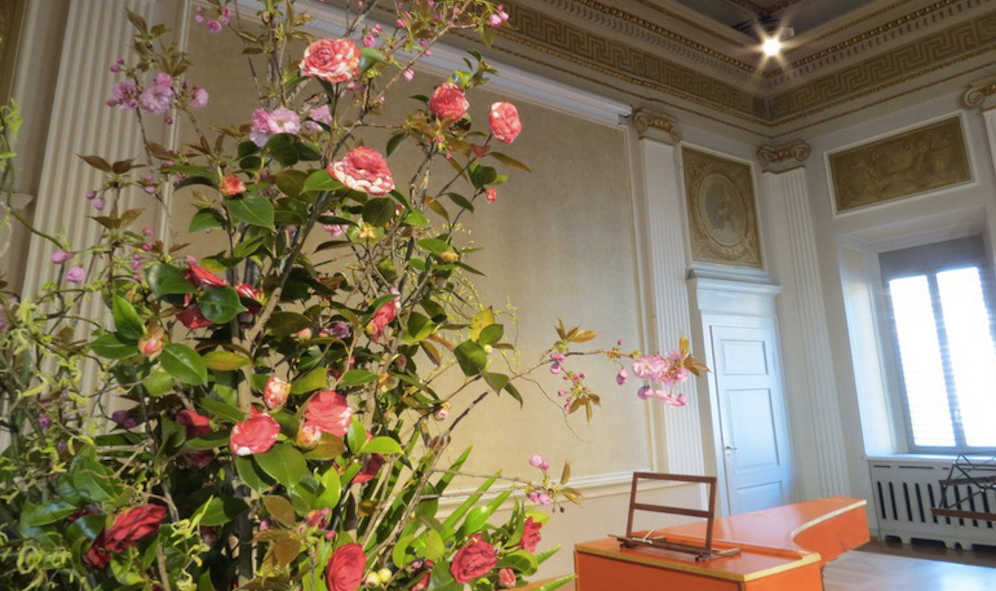 Camelie in fiore nella Sala Sopracenerina di Locarno