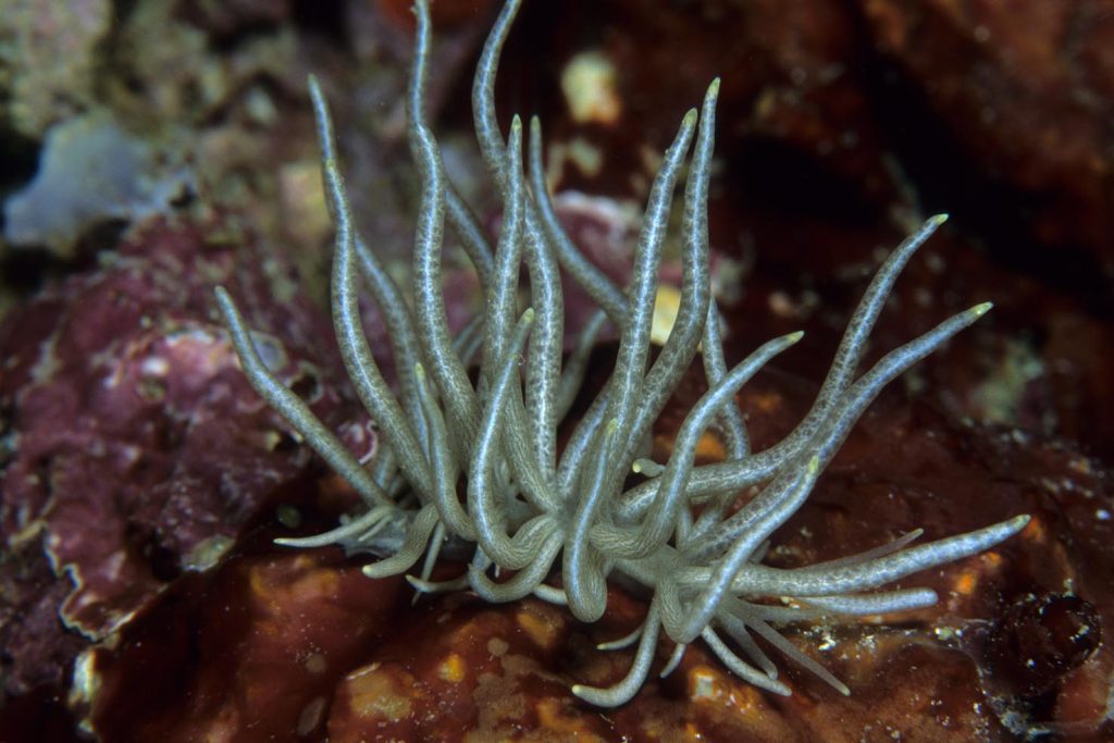 Phyllodesmium briareum, isole dell'arcipelago di Komodo, Parco Nazionale di Komodo, Indonesia, Oceano Pacifico (Franco Banfi)
