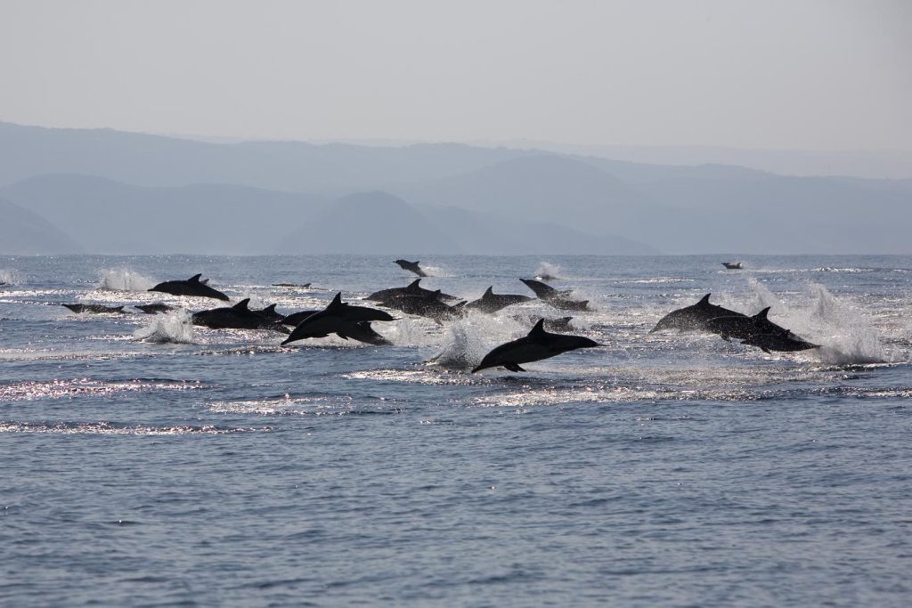 Delfini comuni a becco lungo (Delphinus capensis) in corsa verso un branco di sardine, Wild Coast, Transkei, Sud Africa (Franco Banfi)