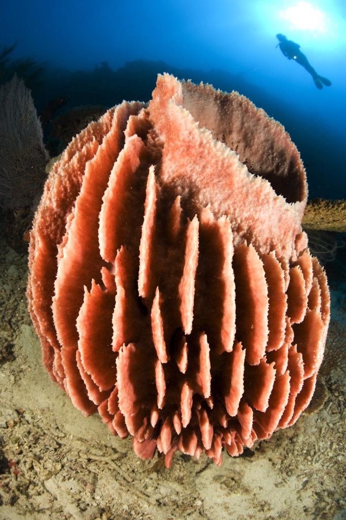 Subacqueo e spugna a botte, Xestospongia testudinaria, anguille da giardino sito di immersione, isola Menjangan, isola di Bali, Indonesia, Oceano Pacifico (Franco Banfi)