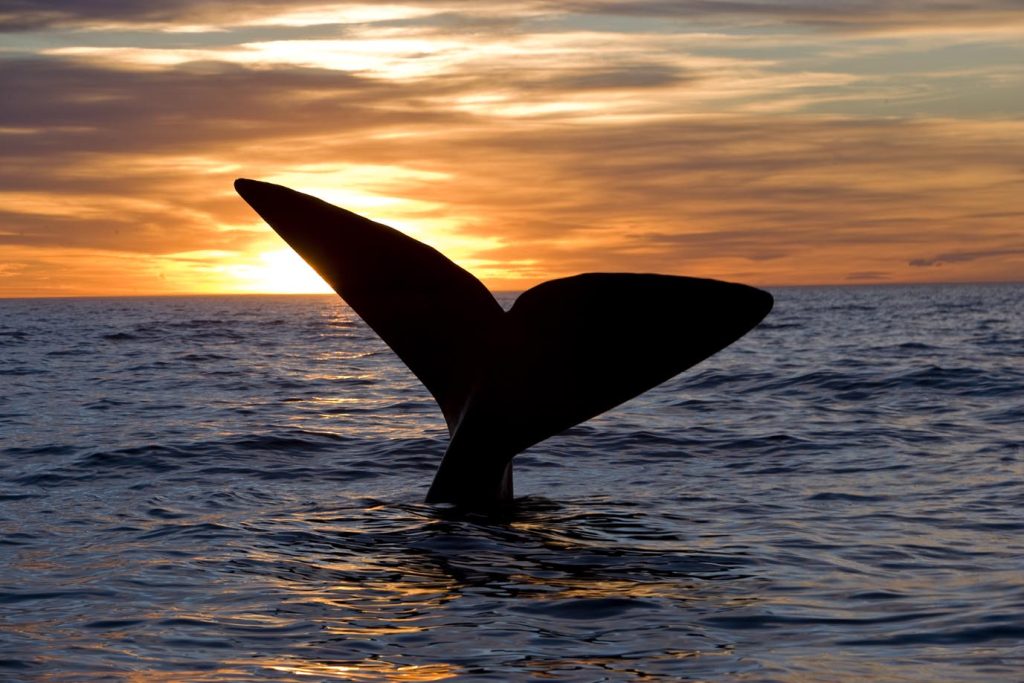 Coda di balena franca australe (Eubalaena australis) al tramonto, Golfo Nuevo, Chubut, Patagonia, Argentina, Oceano Atlantico (Franco Banfi)
