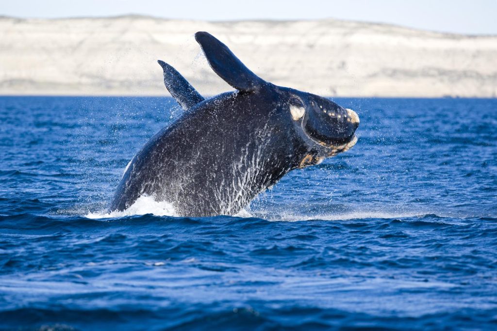 Il salto di una balena franca australe (Eubalaena australis), Penisola Valdes, Chubut, Patagonia, Argentina, Oceano Atlantico (Franco Banfi)