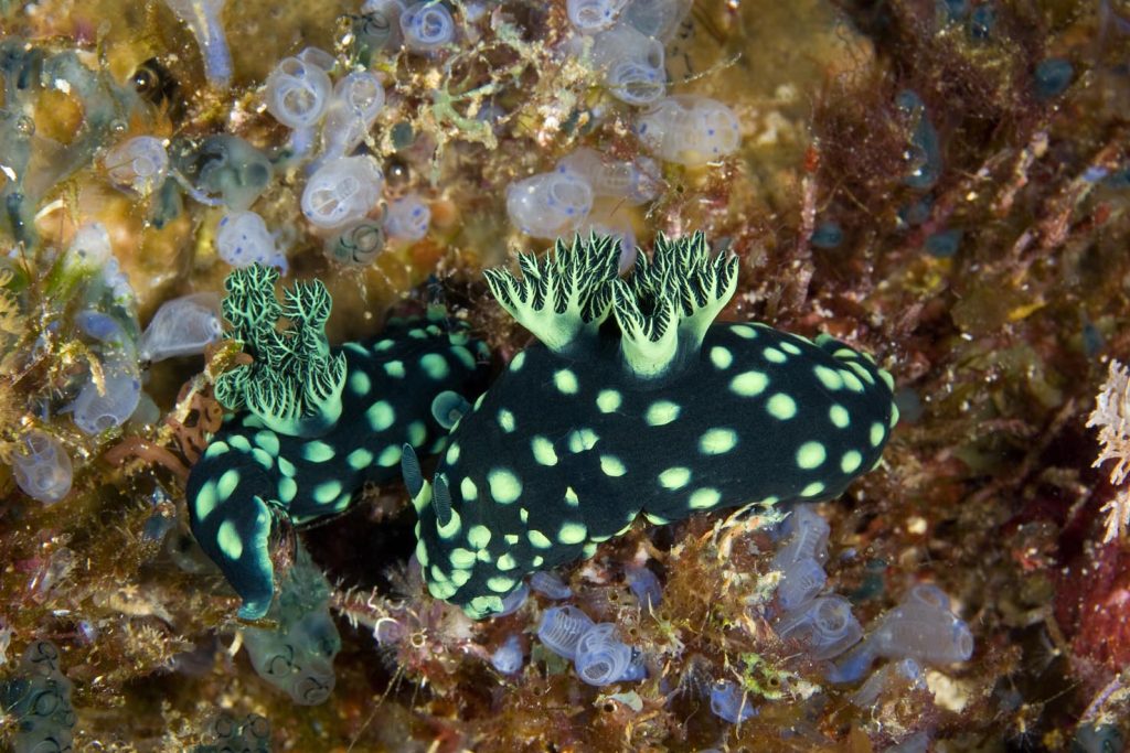 Coppia di Nembrotha cristana, Chapel Reef, Isola di Apo, Dumaguete, Isola di East Negros, Filippine, Oceano Pacifico (Franco Banfi)