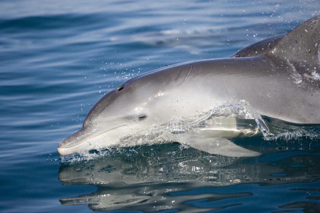 Delfini tursiopi (Tursiops aduncus) in gara verso le sardine, Wild Coast, Transkei, Sud Africa, Oceano Indiano (Franco Banfi)