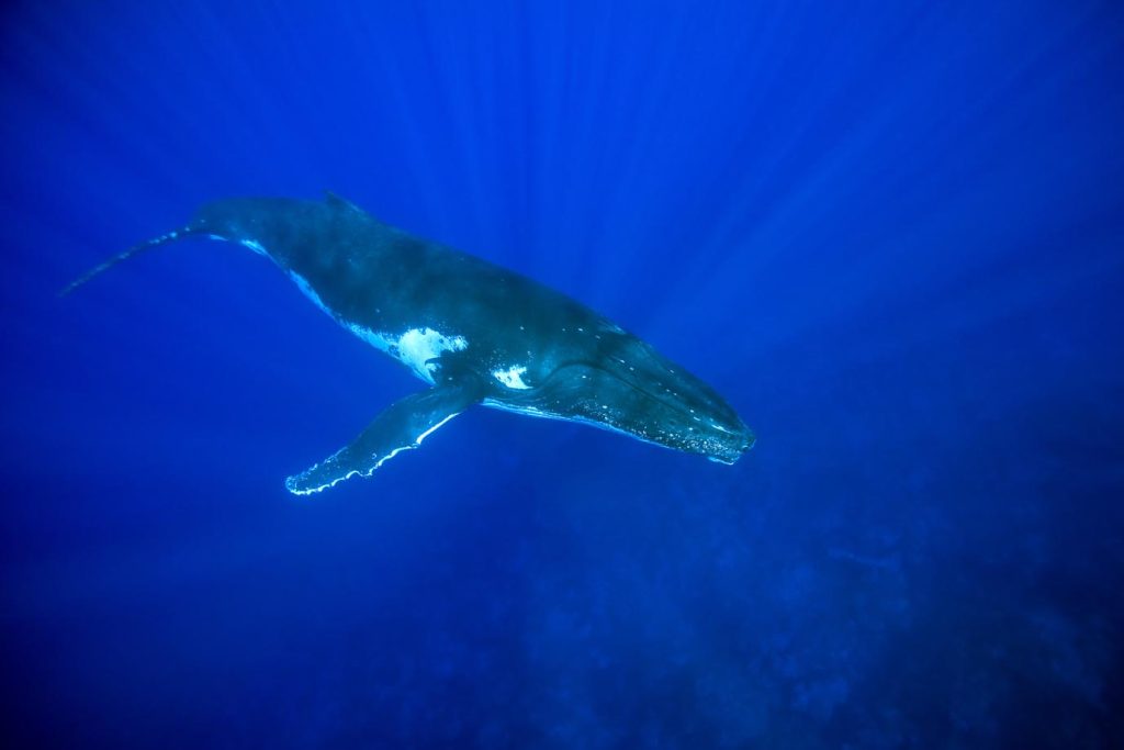 Megattera (Megaptera novaeangliae), Isola Rurutu, Arcipelago Australe, Polinesia francese, Oceano Pacifico (Franco Banfi)
