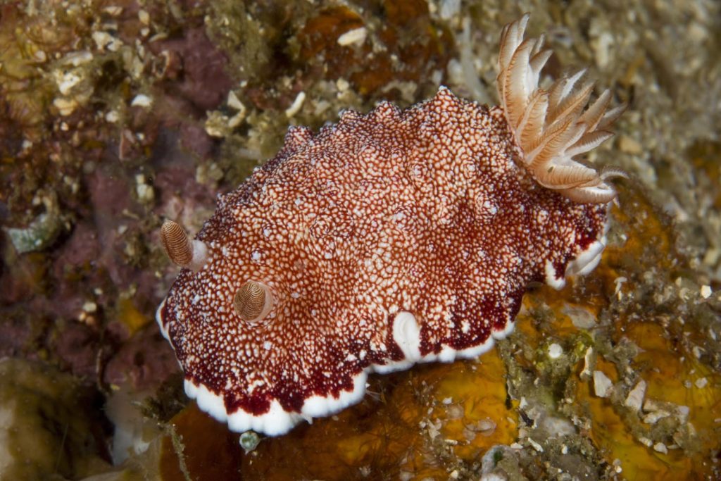 Chromodoris reticulata, Stretto di Lembeh, Sulawesi settentrionale, Indonesia, Oceano Pacifico (Franco Banfi)