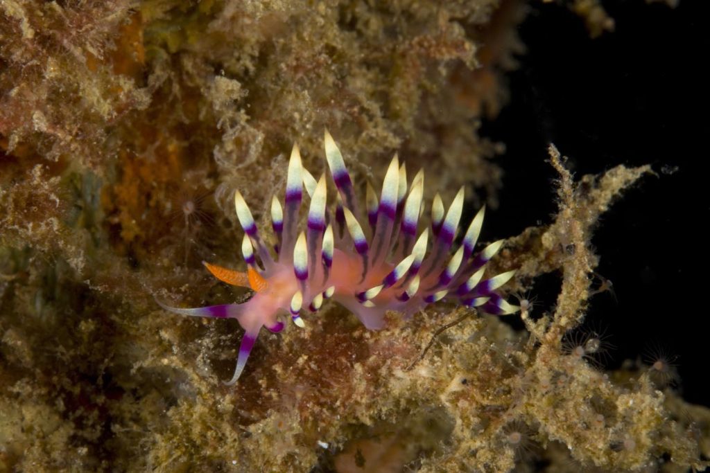Flabellina exoptata, Stretto di Lembeh, Sulawesi Settentrionali, Indonesia, Oceano Pacifico (Franco Banfi)
