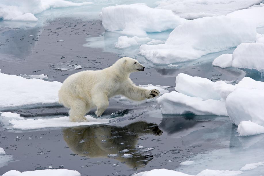 Orso polare, marittimo, che passeggia intorno al ghiaccio galleggiante, Spitsbergen, Svalbard, Norvegia, Oceano Artico (Franco Banfi)