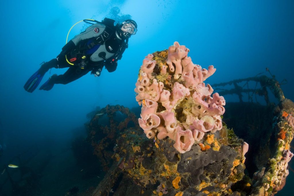 Subaqueo e spugna rosa, Haliclona Mediterranea sul relitto di Teti, isola di Vis, Croazia, mare adriatico, Mediterraneo (Franco Banfi)