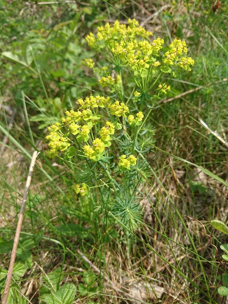 Euphorbia Cyparissias