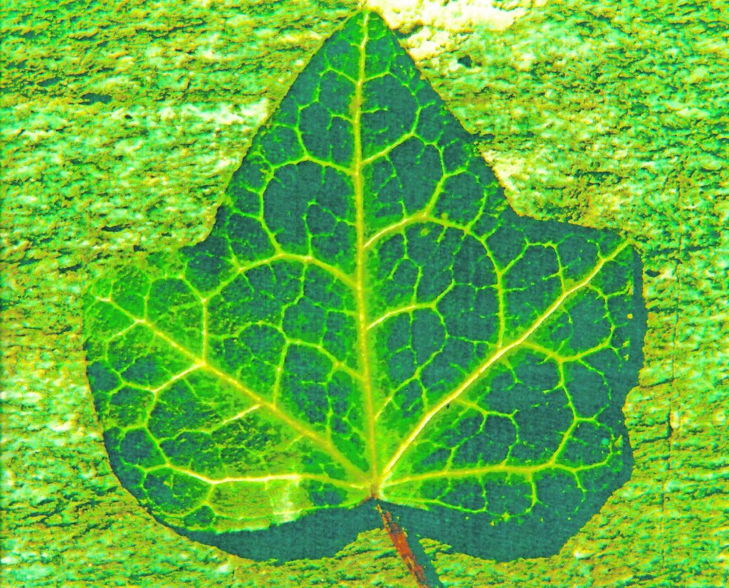 Foglia di edera. (Alessandro Focarile)