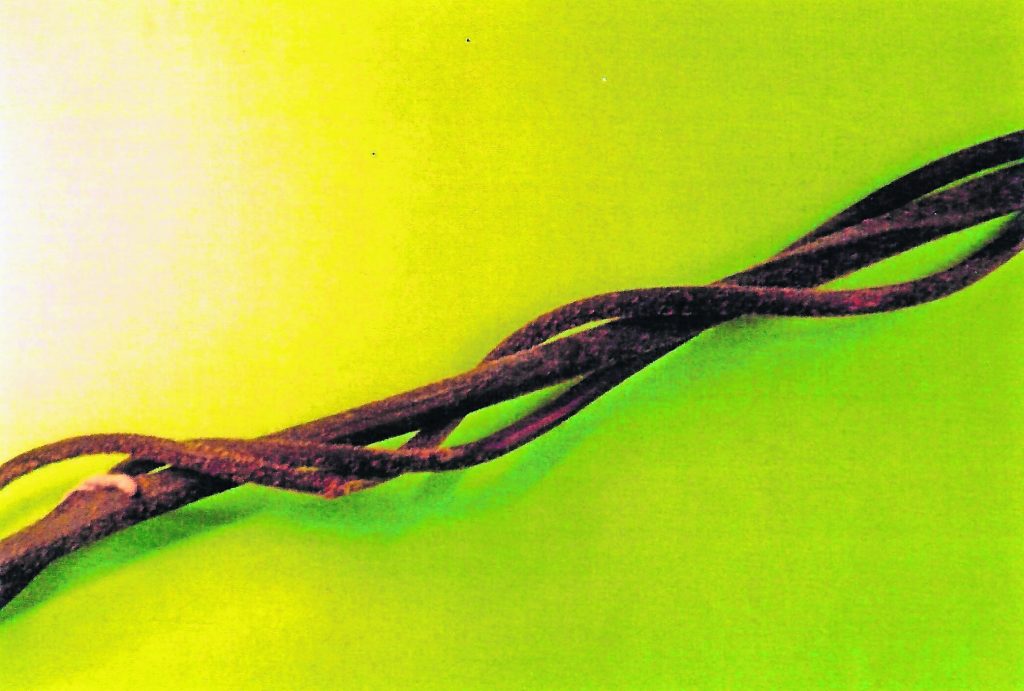 Kiwi: intrecci di virgulti.  (Alessandro Focarile)