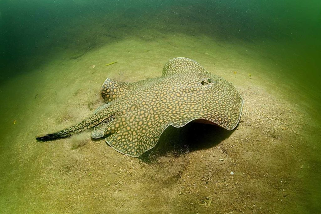 Una Potamotrygon, pastinaca d'acqua dolce (Franco Banfi)