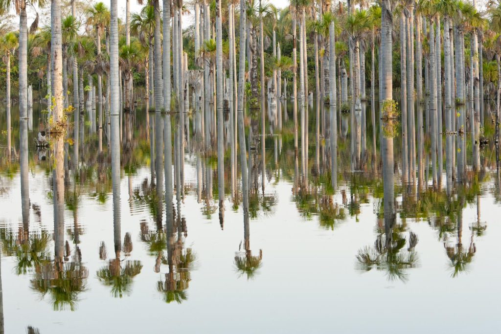 Paesaggio della zona umida del Pantanal, Brasile (Franco Banfi)