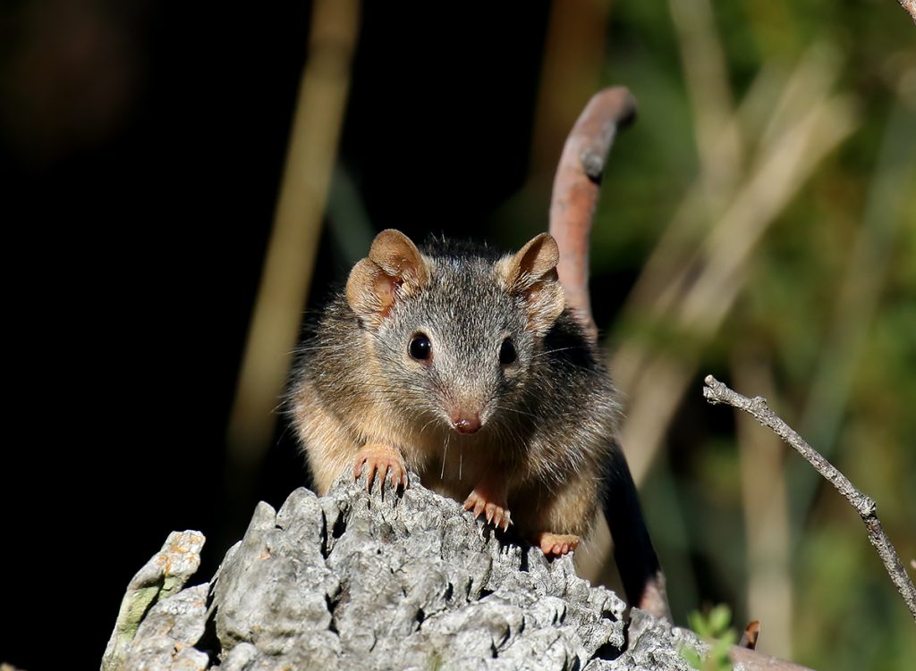 Biologia Marsupio Australiano, l’Antechino è forse l’animale con la più fervida attività sessuale del pianeta (Vic patrickk)