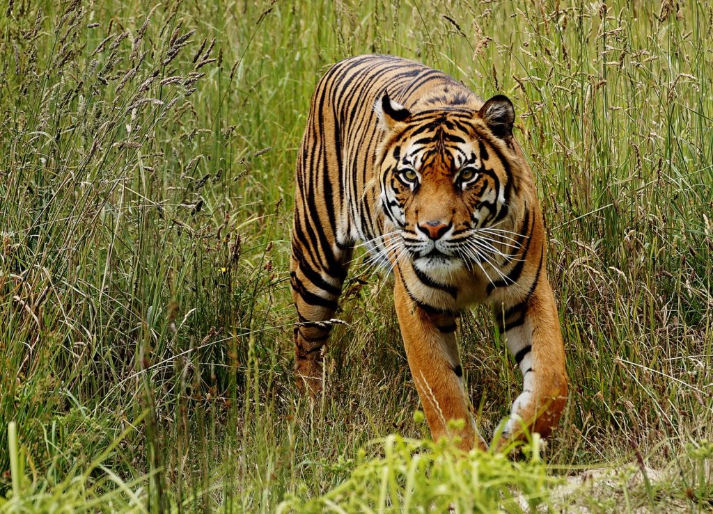 Una tigre di Sumatra (www.pxhere.com)