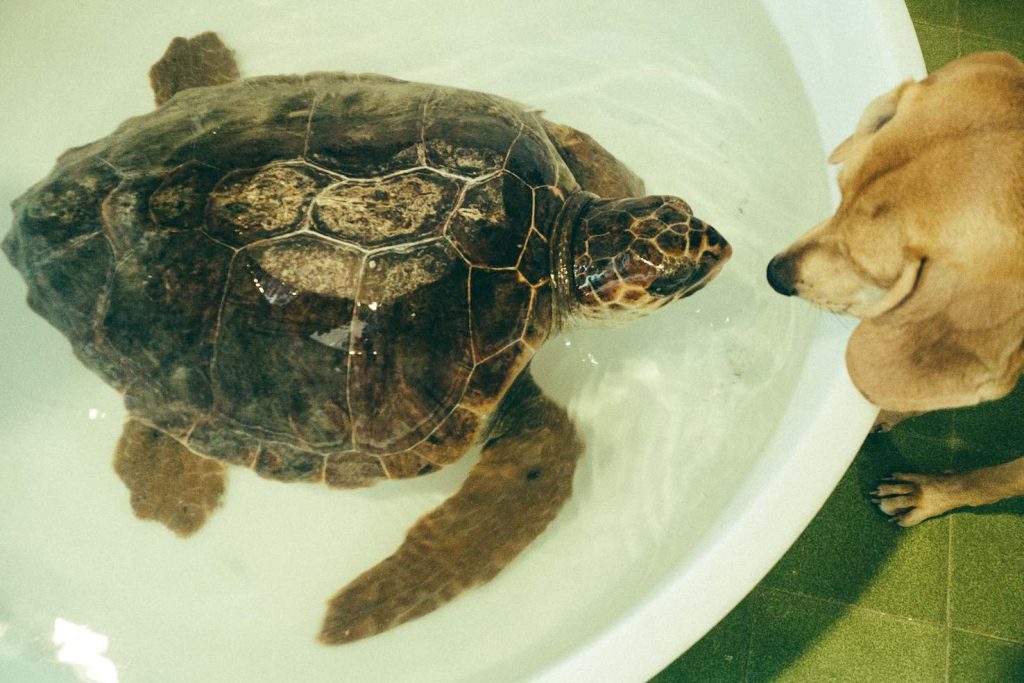 Faccia a faccia, fra Ciro, il cane del Centro e Palla appena salvata