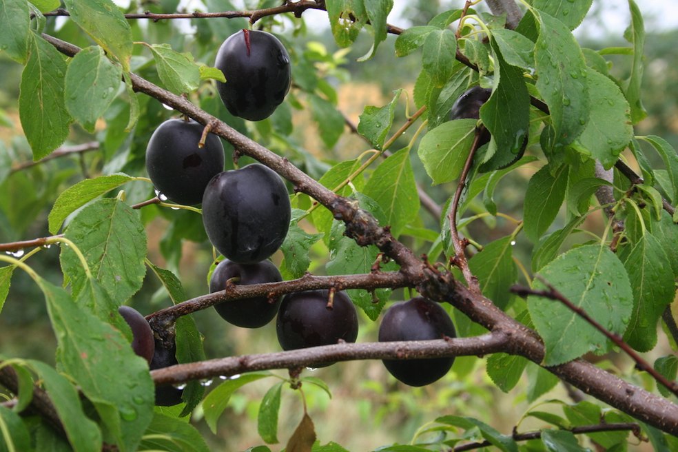Il biricoccolo innestato su un susino mirabolano diventerà vigoroso, sarà adattabile a tutti i terreni e farà un'ottima produzione (Foto: www.Lubera.com)