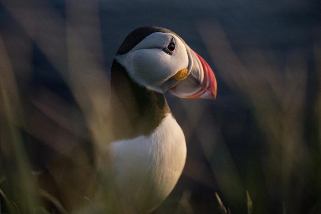 La pulcinella di mare è anche detta fratercula o puffin (Francesca Mazzoni)