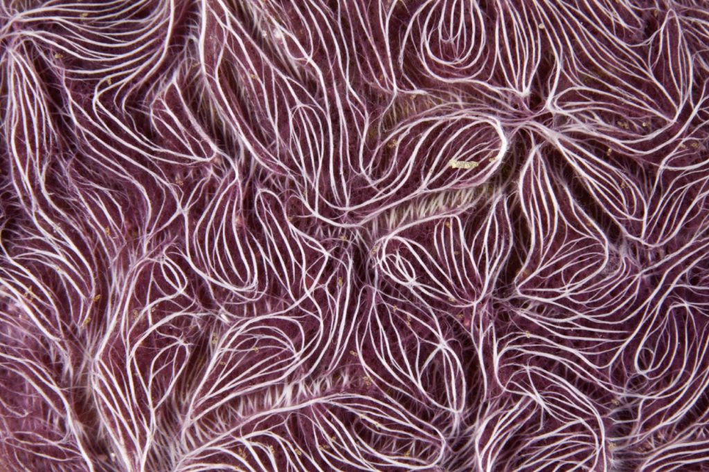 Dettaglio della spugna Nara nematifera, Maldive, Oceano Indiano (Franco Banfi)