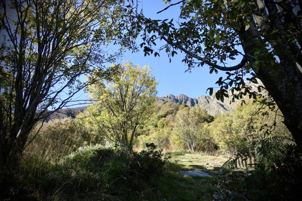 Il sentiero arriva a Pislone nel bel mezzo del bosco di maggiociondolo
