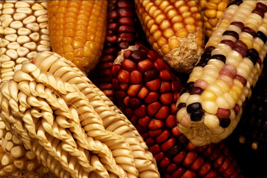 Varietà esotiche di mais raccolte per aggiungere diversità genetica durante la selezione di nuovi ceppi domestici (US Department of Agriculture)