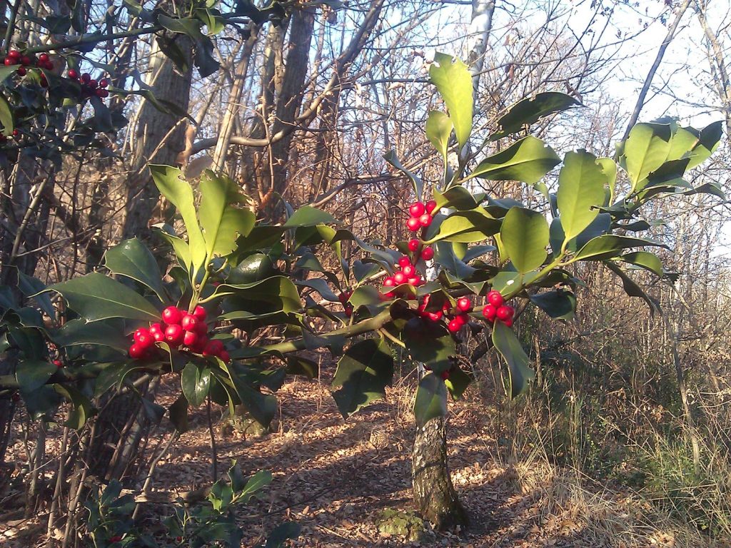 Agrifoglio nel bosco (Marco Martucci)