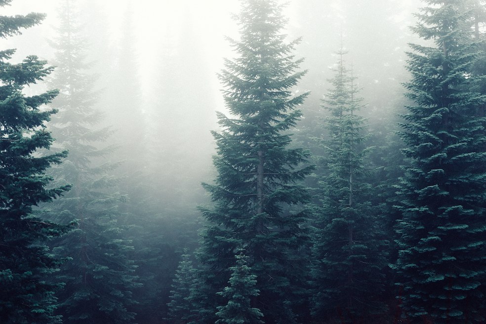 (Pexels Photo)