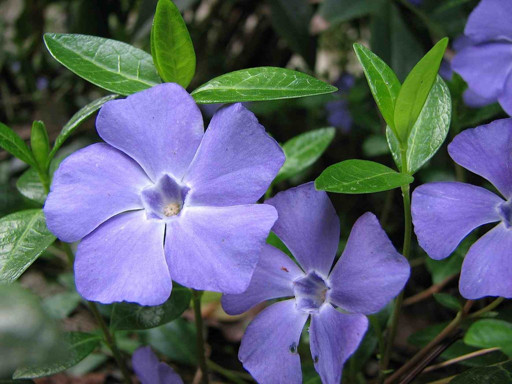 Un esemplare di pervinca germogliato nel sottobosco (Pxhere.com)