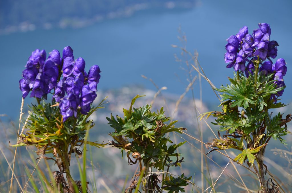 L'Aconito, fiore tanto bello quanto velenoso
