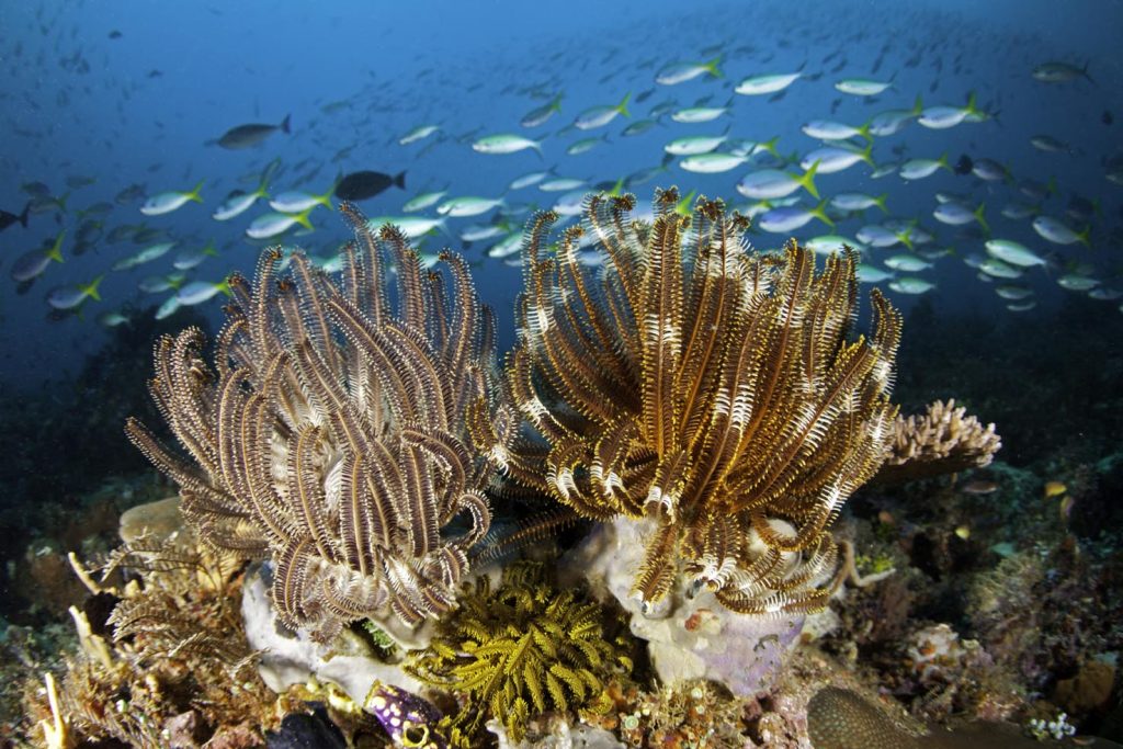 Crinoidi o stella di piume su una spugna, Raja Ampat, Irian Jaya, Papua occidentale, Indonesia, Oceano Pacifico (Franco Banfi)