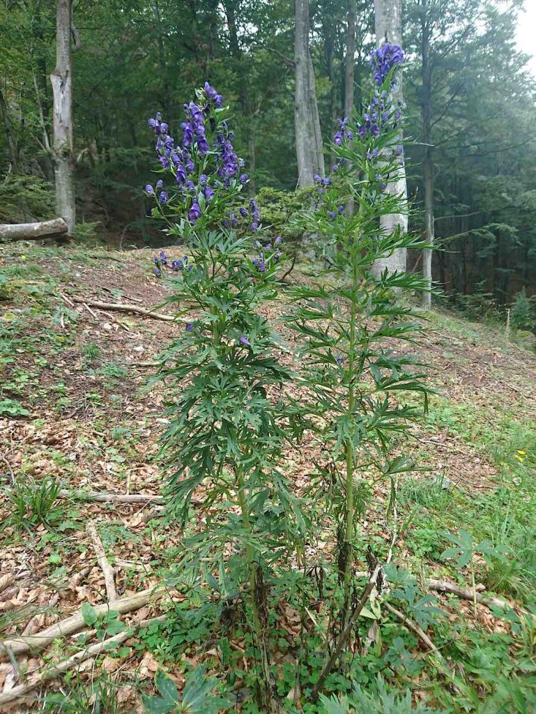 Aconitum
