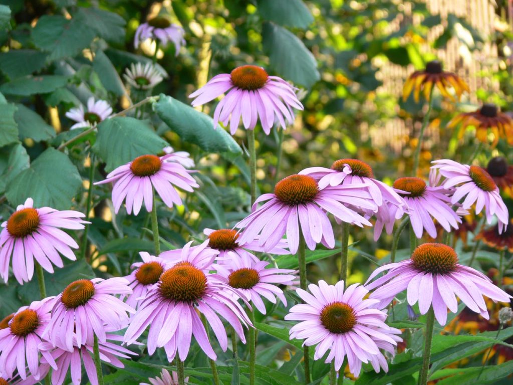 Echinacea angustifolia (Dy-e)