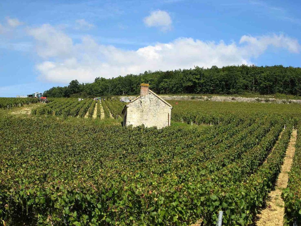 Tempo di raccolta nel vigneto Chablis Premier Cru di Fourchaume (Cocktail Steward)