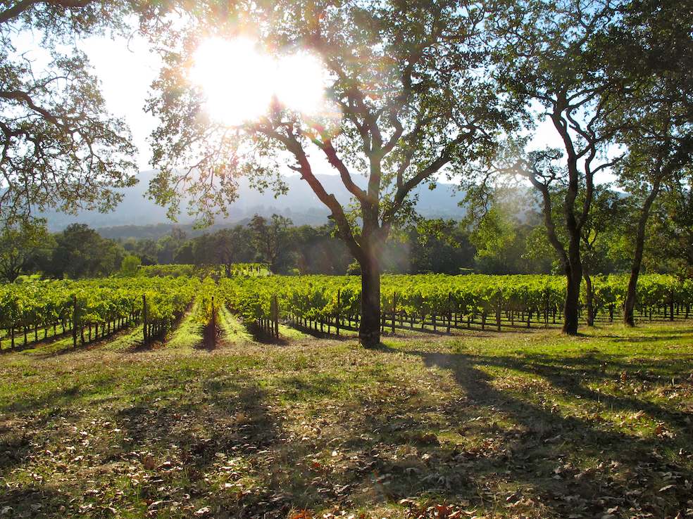Uno scorcio di Sonoma Valley. (torbakhopper)