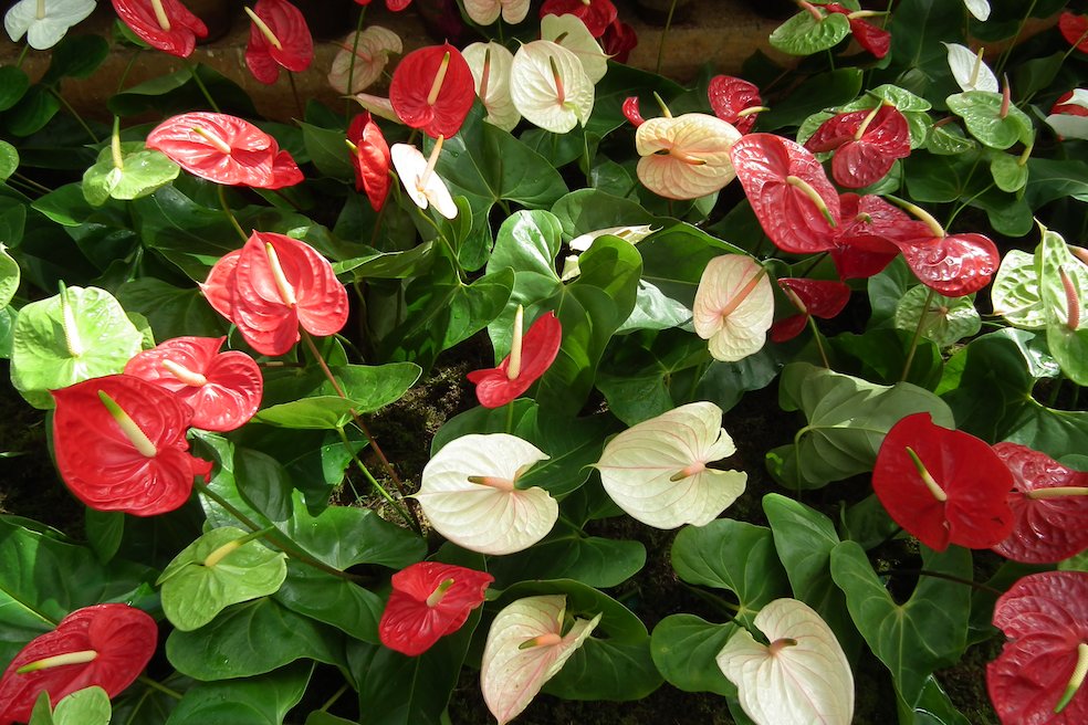I fiori veri sono quelli piccoli e di forma insignificante, che si trovano riuniti sullo spatice ritto nel mezzo (Rameshng)