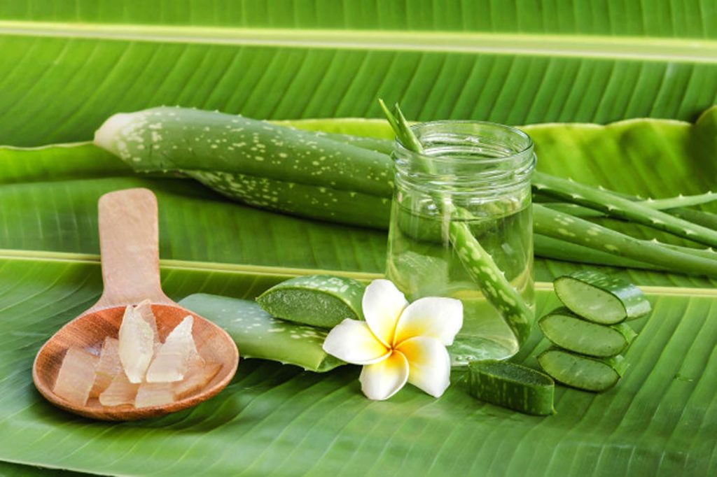 Aloe vera, dalle molte proprietà terapeutiche (Freepik.com)