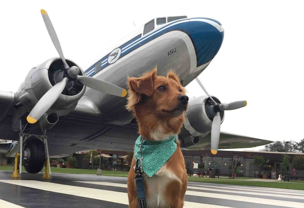 Il peso e le dimensioni stabiliscono se il vostro cane potrà volare in cabina o dovrà stare nella stiva (Pexels)