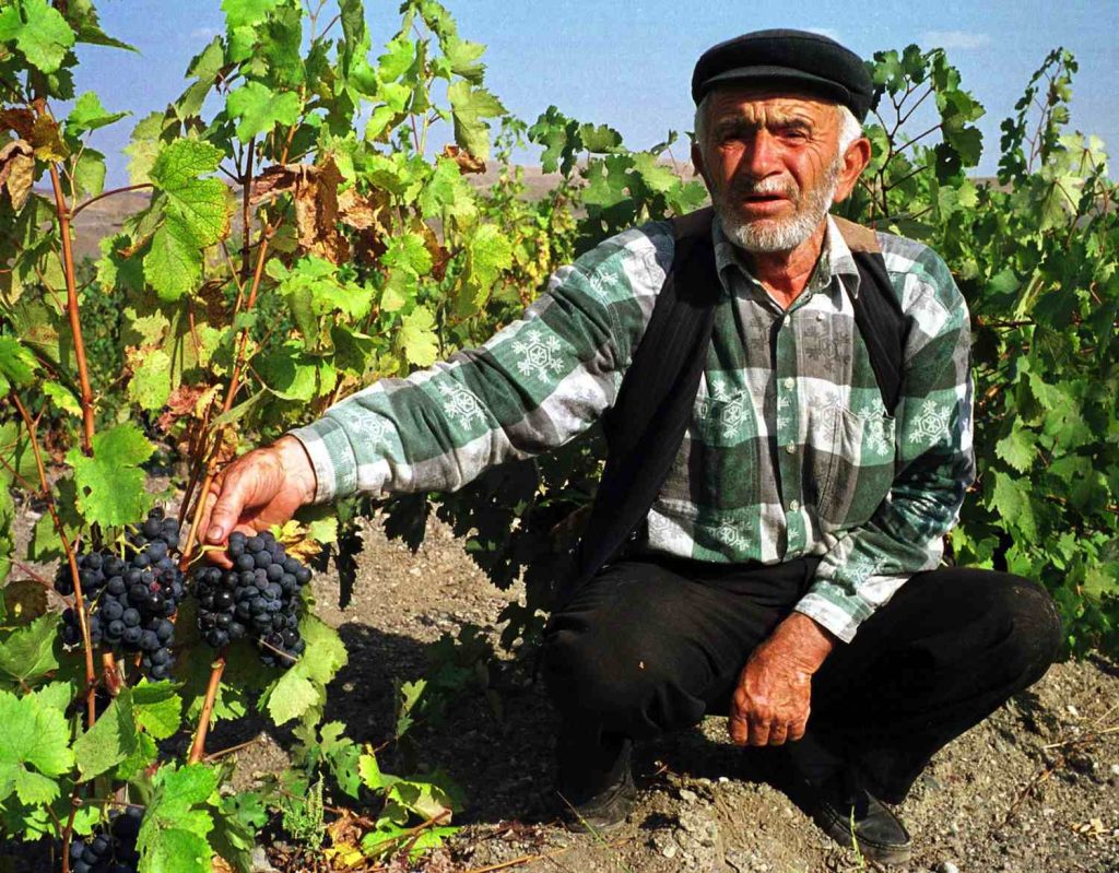 Mehmet Ozbek, produttore di uva, con un grappolo di Kalecik Karasi coltivato in Anatolia centrale, a Uyurca, 100 km a nord di Ankara, in Turchia (Keystone)