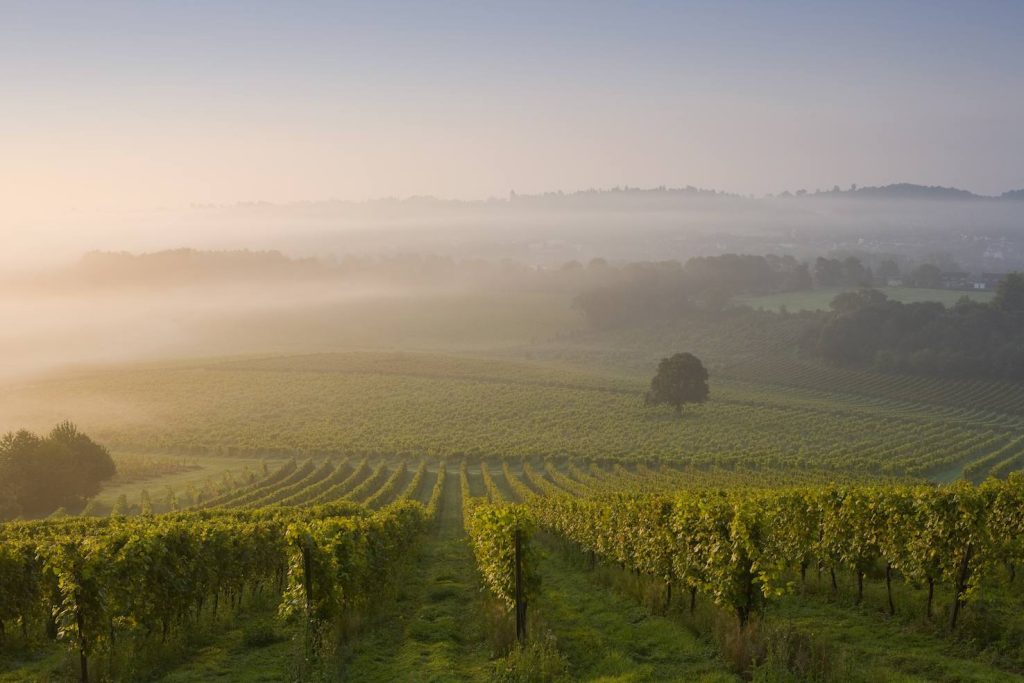 Vigneti nel North Downs, Dorking, Surrey in Inghilterra (Keystone)
