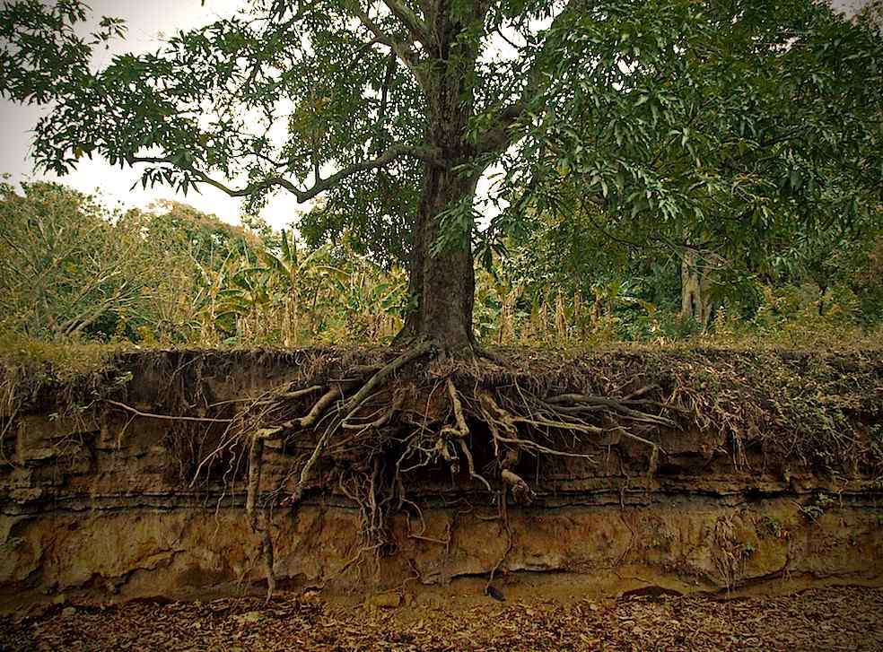 Le radici rilevano le varie esigenze ecologiche circa clima, apporto di acqua, nutrimenti nel suolo e contesti di impianto (Aaron Escobar)
