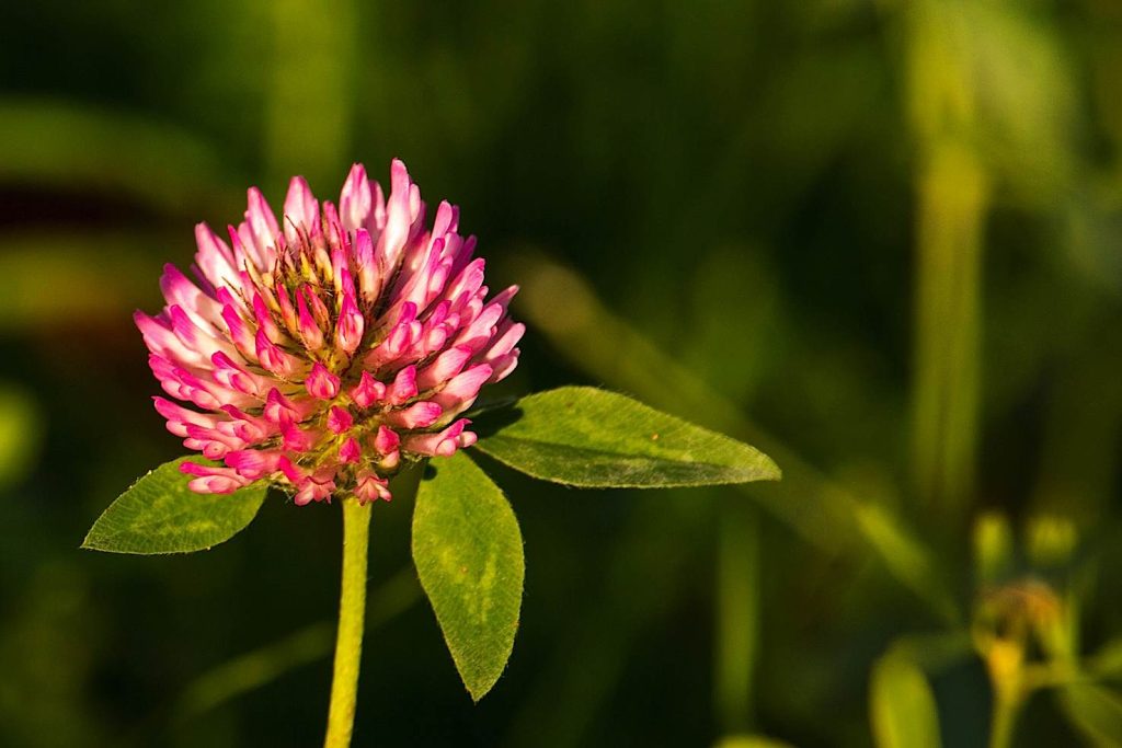 Il fiore del trifoglio (Pxhere)