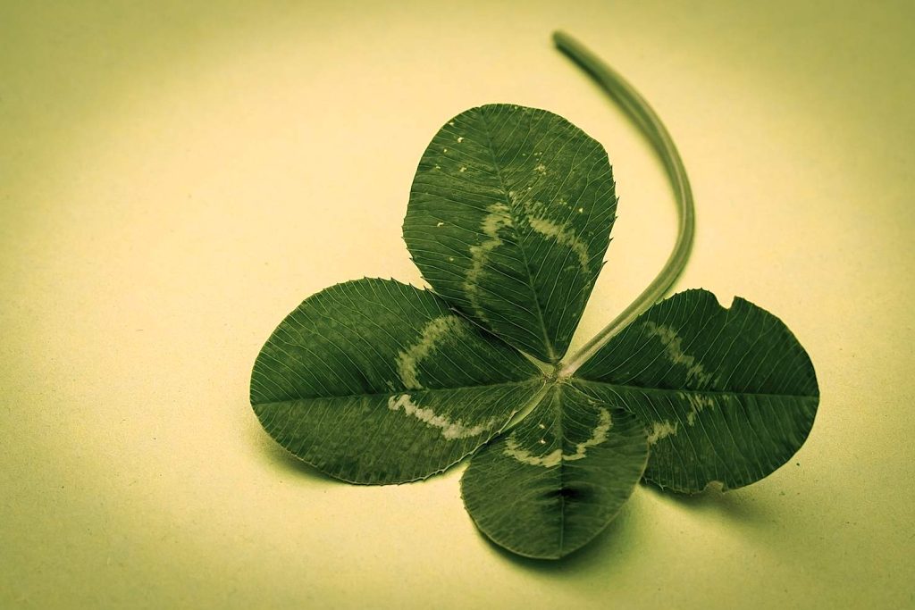 Un quadrifoglio, anomalia «fortunata» del trifoglio (Pxhere)