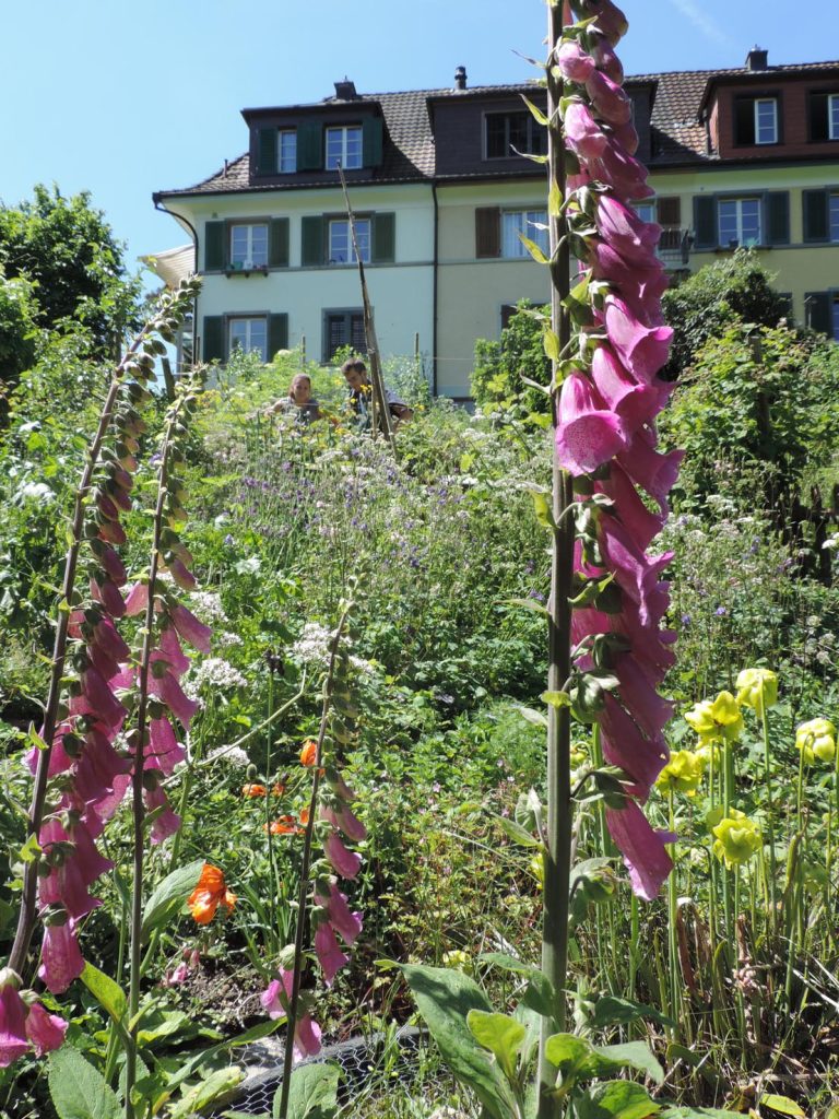 Uno scatto del biologo David Frey che, con i suoi colleghi, il 29 settembre presenterà al Museo di storia naturale di Lugano il progetto «BetterGardens» e i suoi risultati (David Frey)