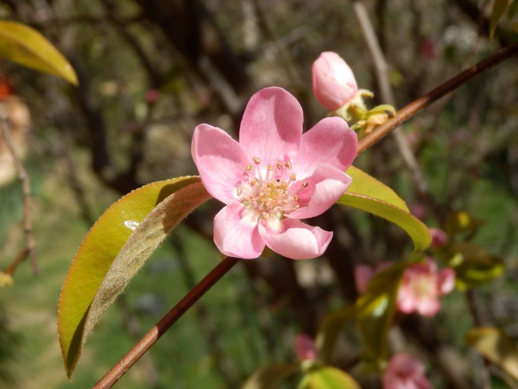 Il fiore (Rorolinus)