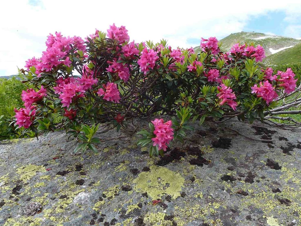 Rhododendron Ferrugineum