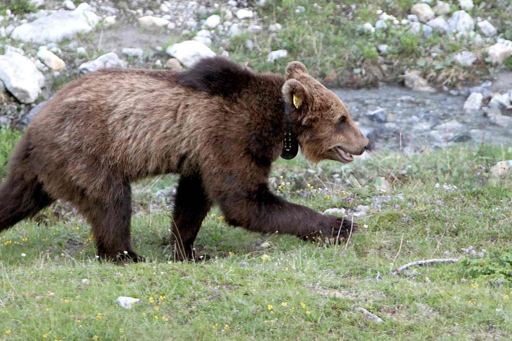 L’orso M13, abbattuto nella regione di Poschiavo il 19 febbraio 2013 (admin.ch)