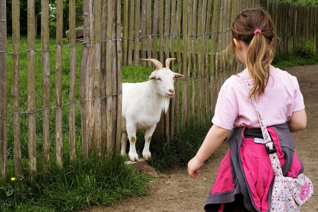 Le capre individuano le persone simpatiche